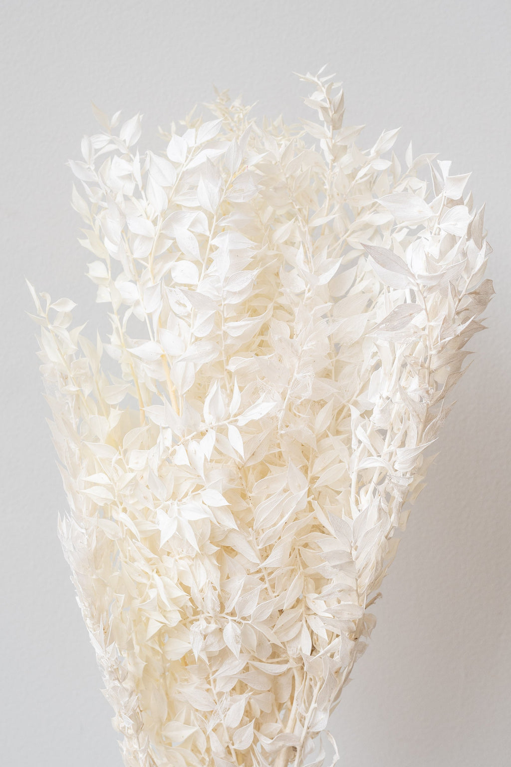 Ruscus Bleached Pastel Preserved Bunch