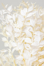 Ruscus Bleached Pastel Preserved Bunch