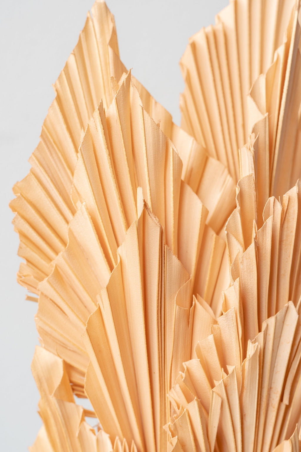 Palm Spear Light Peach Pastel Preserved Bunch