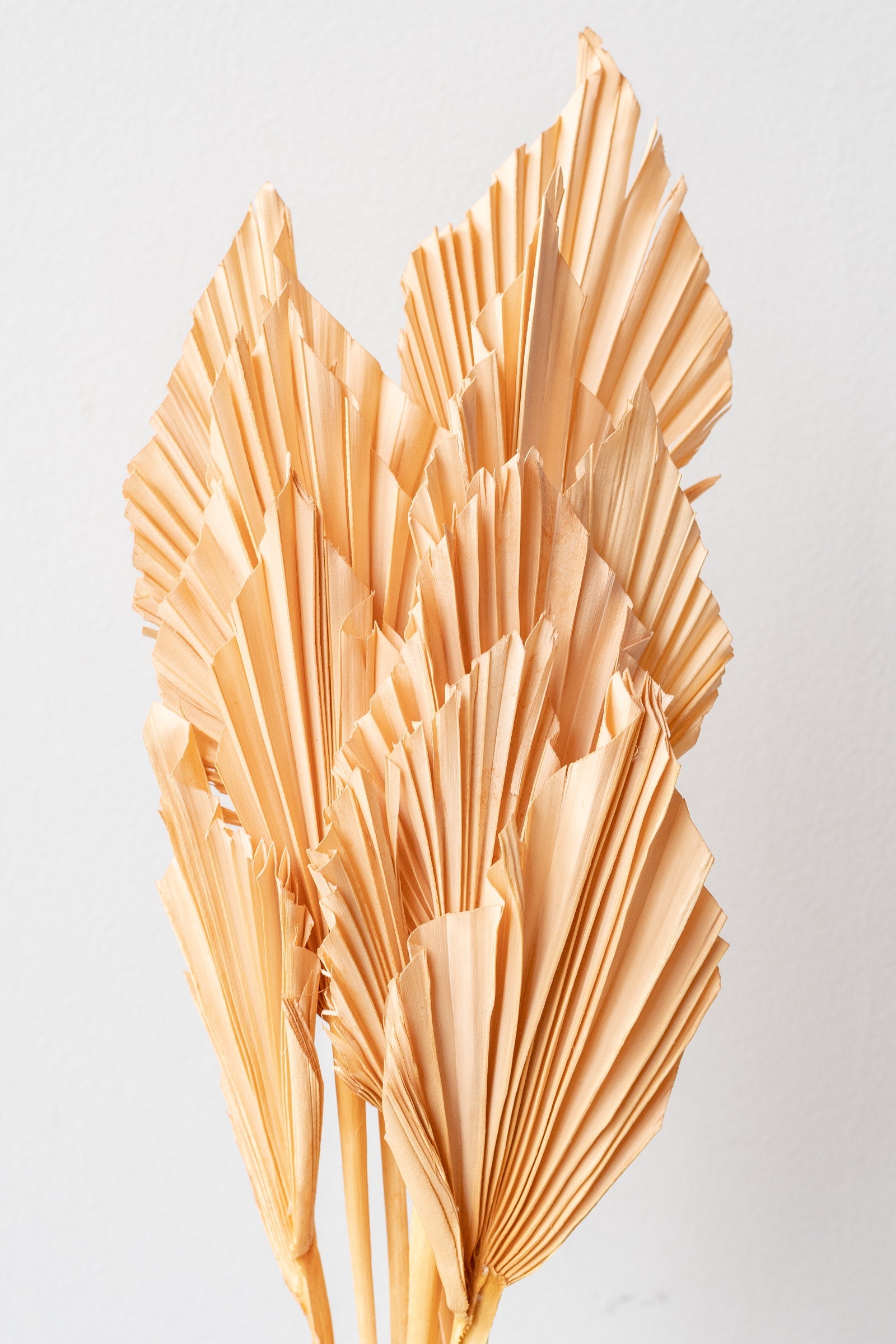 Palm Spear Light Peach Pastel Preserved Bunch