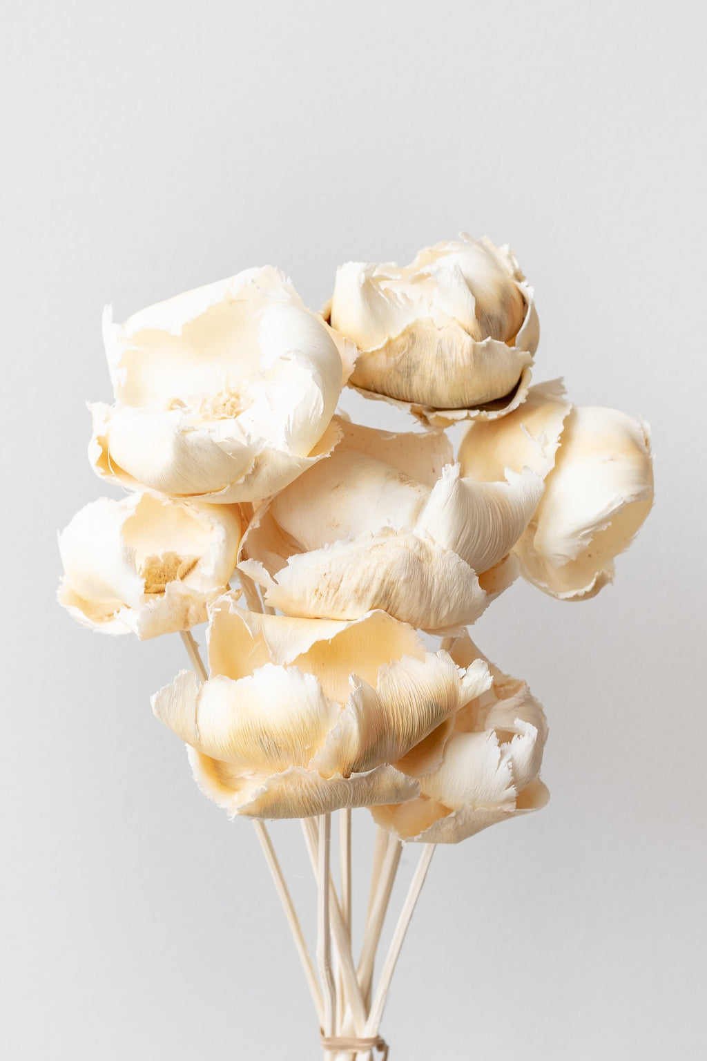 Palm Cap Bleached Pastel Preserved Bunch