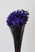 Glixia Deep Violet Color Preserved Bunch