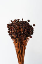 Hill Flower Chocolate Color Preserved Bunch