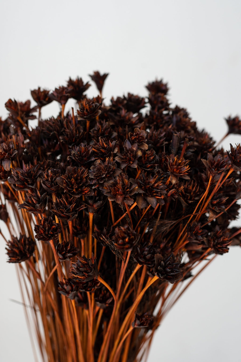 Hill Flower Chocolate Color Preserved Bunch