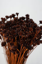 Hill Flower Chocolate Color Preserved Bunch