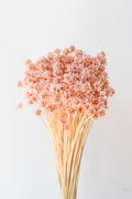 Hill Flower Pink Pastel Preserved Bunch