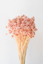 Hill Flower Pink Pastel Preserved Bunch