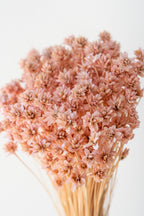Hill Flower Pink Pastel Preserved Bunch