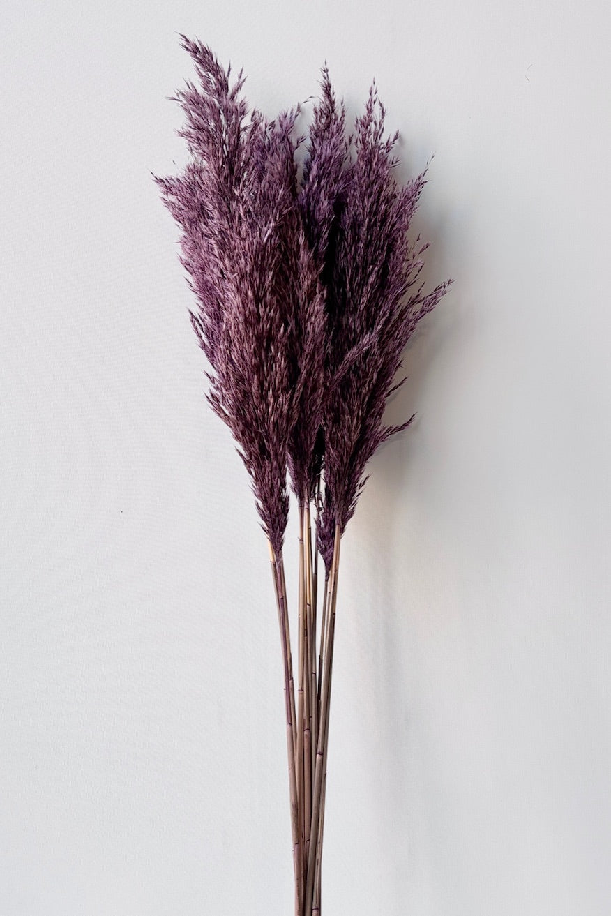 Pluma Mini Purple Color Preserved Bunch