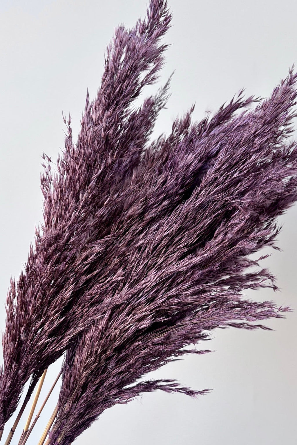 Pluma Mini Purple Color Preserved Bunch