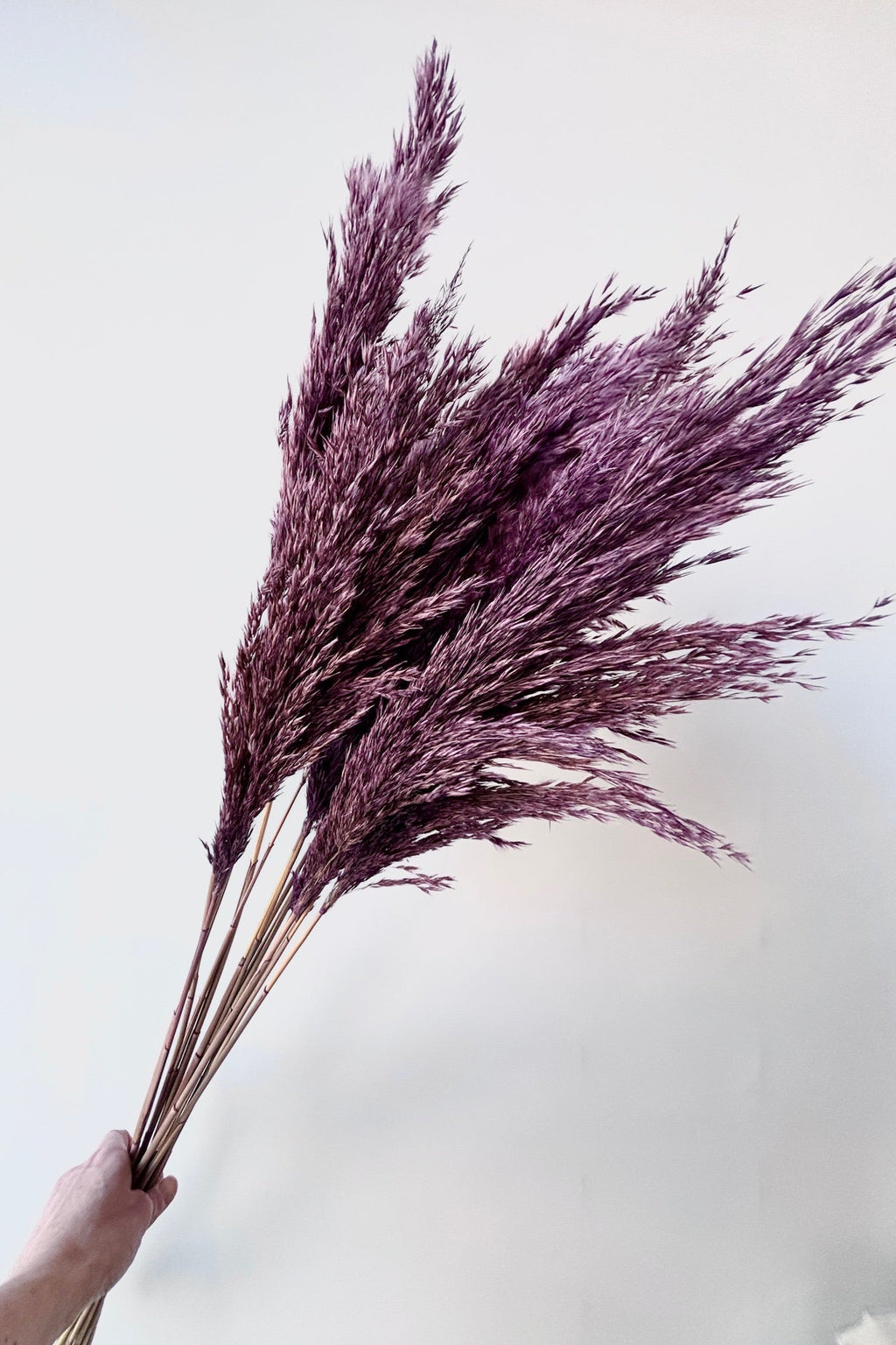 Pluma Mini Purple Color Preserved Bunch