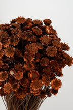 Margaret Rust Color Preserved Bunch