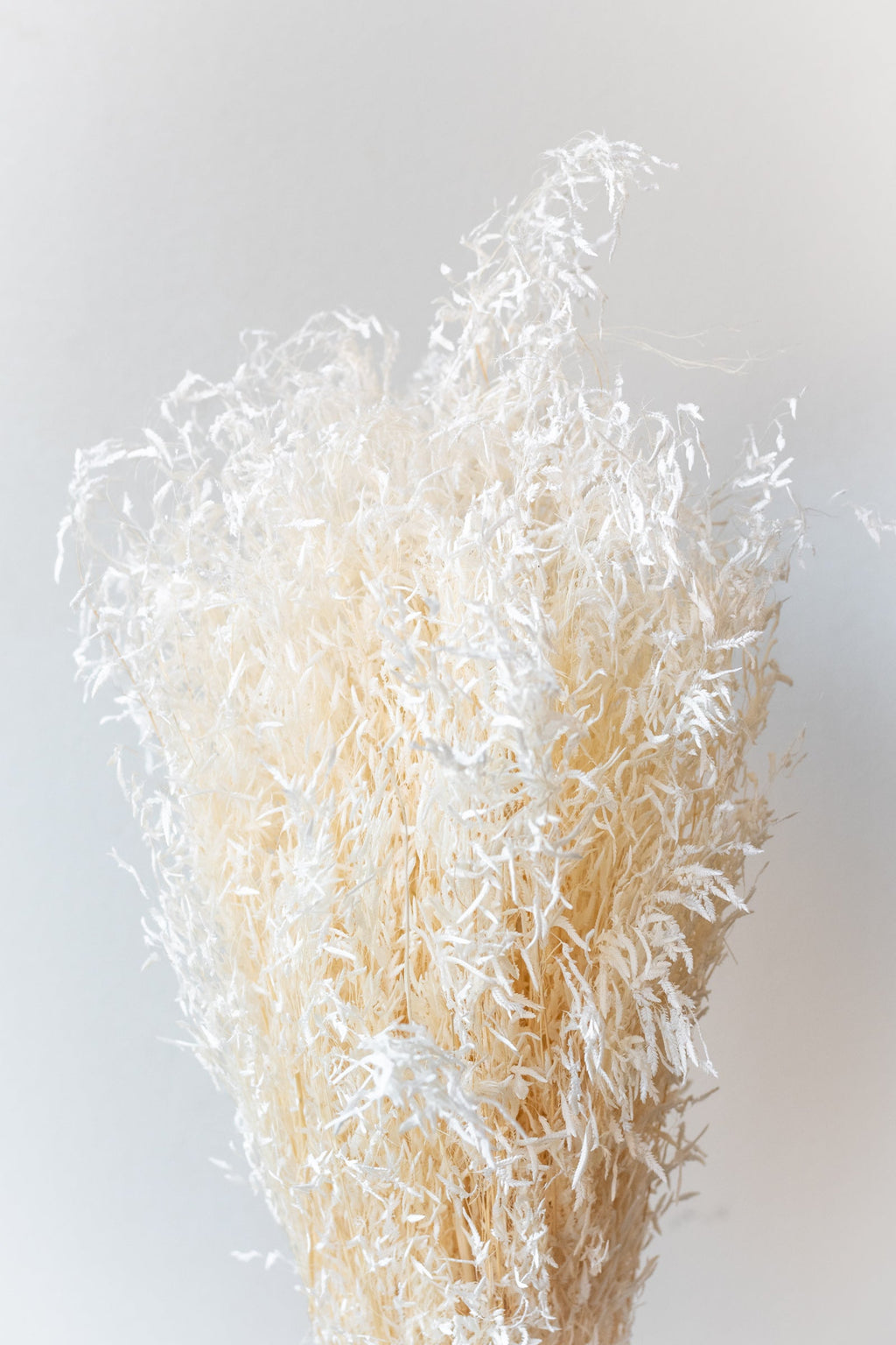 Munni Bleached Pastel Preserved Bunch