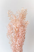 Ruscus Pink Pastel Preserved Bunch