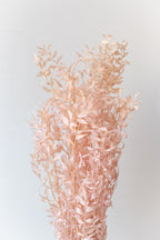 Ruscus Pink Pastel Preserved Bunch
