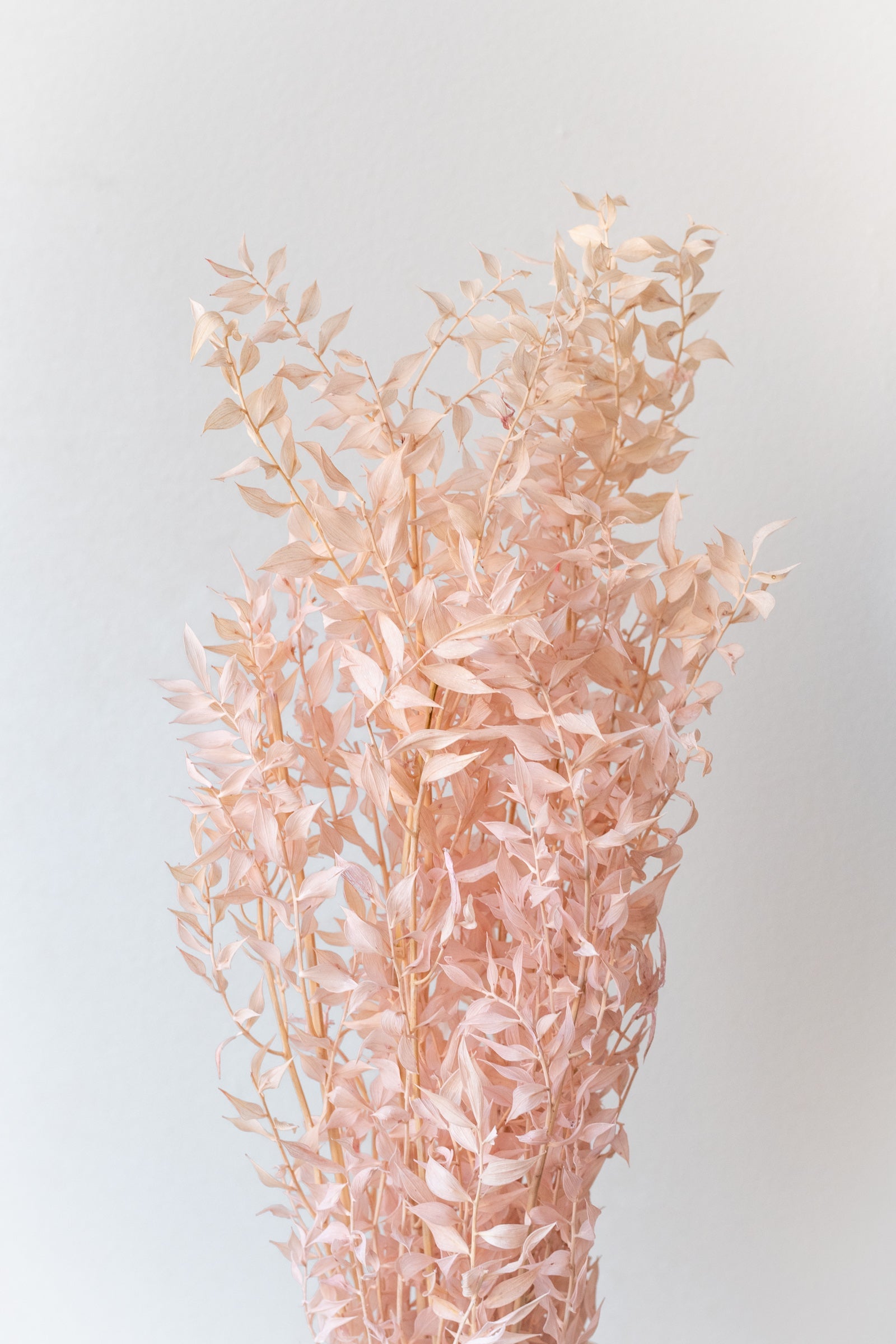 Ruscus Pink Pastel Preserved Bunch