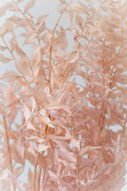 Ruscus Pink Pastel Preserved Bunch