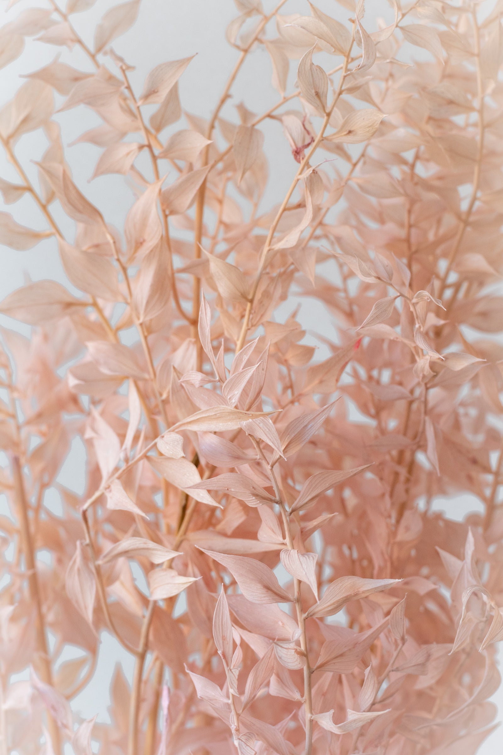 Ruscus Pink Pastel Preserved Bunch