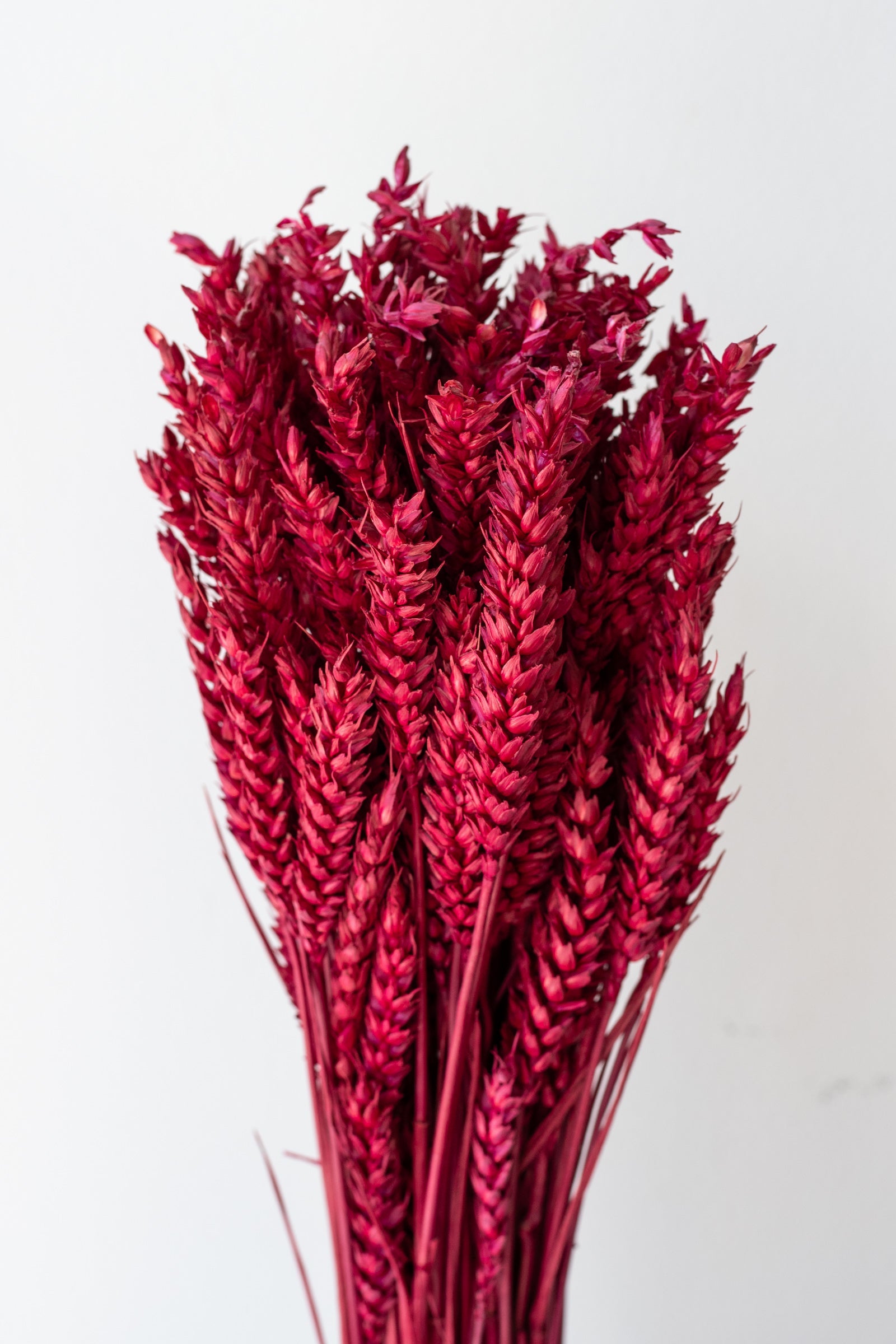Trigo Ruby Color Preserved Bunch